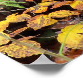Herfstbladeren en Waterval Foto Poster (Hoek)