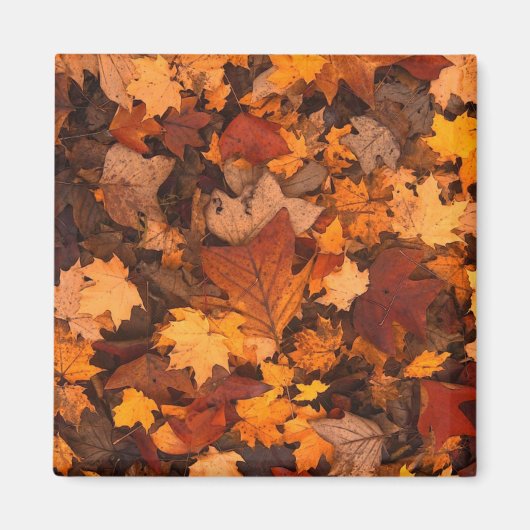 Herfstbladeren Foto Magneet (Voorkant)