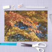 Herfstbladeren Herfst Ambacht Tissuepapier (Craft)