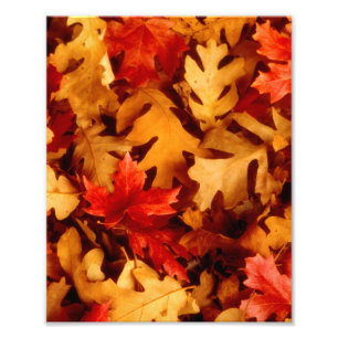 Herfstbladeren - Herfstkleuren Foto Afdruk