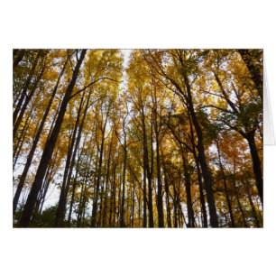 Herfstbladeren in de Morning Maryland Natuur