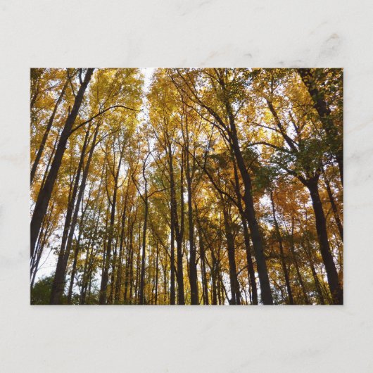 Herfstbladeren in de Morning Maryland Natuur Briefkaart (Voorkant)