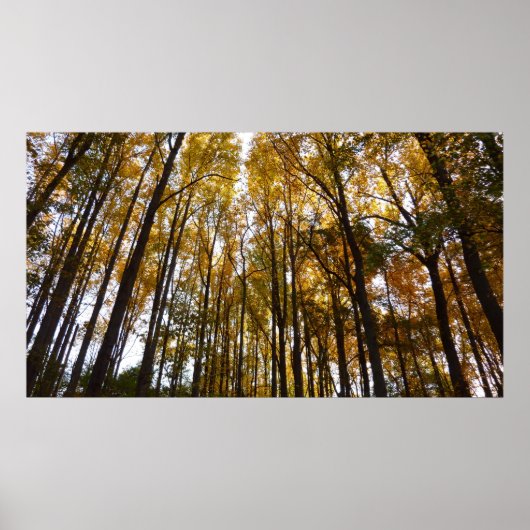 Herfstbladeren in de Morning Maryland Natuur Poster (Voorkant)