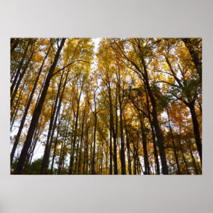 Herfstbladeren in de ochtend Maryland Natuur Poster