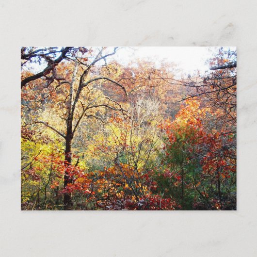 Herfstbladeren in Missouri Briefkaart (Voorkant)