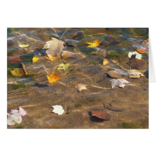 Herfstbladeren in vijverwater Natuurfotografie (Voorkant Horizontaal)