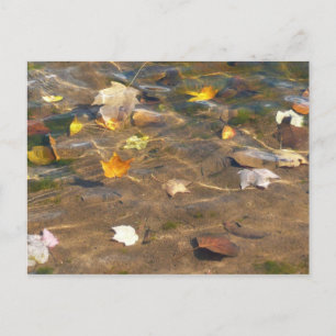 Herfstbladeren in vijverwater Natuurfotografie Briefkaart