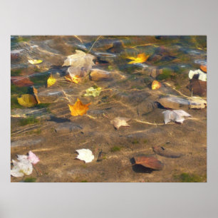 Herfstbladeren in vijverwater Natuurfotografie Poster