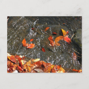 Herfstbladeren in Waterval I Herfst Fotografie Briefkaart