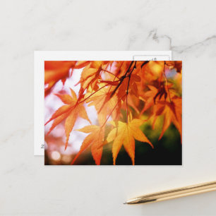Herfstbladeren: Japan Briefkaart