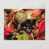 Herfstbladeren, kastanjes champignons foto briefkaart (Voorkant)