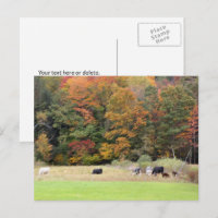 Herfstbladeren Koeien Weide Fotografie