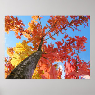 Herfstbladeren kunstprint Kleurrijke herfstboom Poster