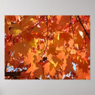 Herfstbladeren kunstprint Oranje herfst boom blade Poster