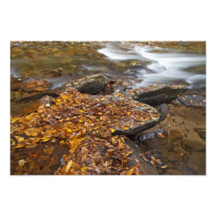 Herfstbladeren langs Looking Glass Creek in de Foto Afdruk