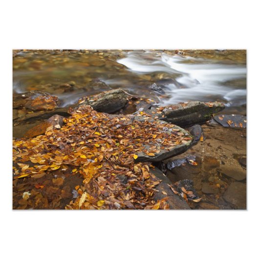 Herfstbladeren langs Looking Glass Creek in de Foto Afdruk (Voorkant)