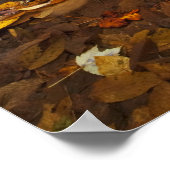 Herfstbladeren langs Looking Glass Creek in de Poster (Hoek)