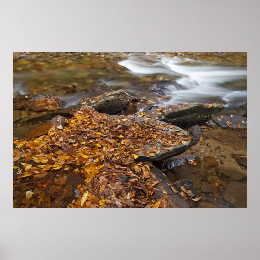 Herfstbladeren langs Looking Glass Creek in de Poster (Voorkant)
