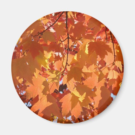 Herfstbladeren magneten Herfst kunst Oranje Boom B (Voorkant)