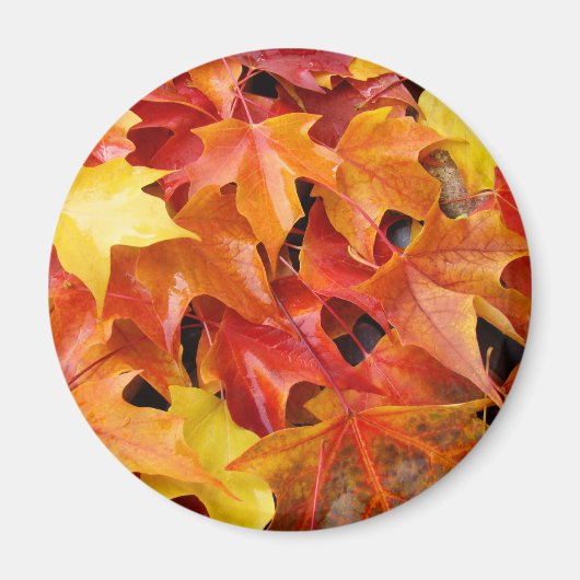 Herfstbladeren magneten Kleurrijke herfstboom blad (Voorkant)