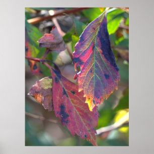Herfstbladeren met Zonlicht Poster