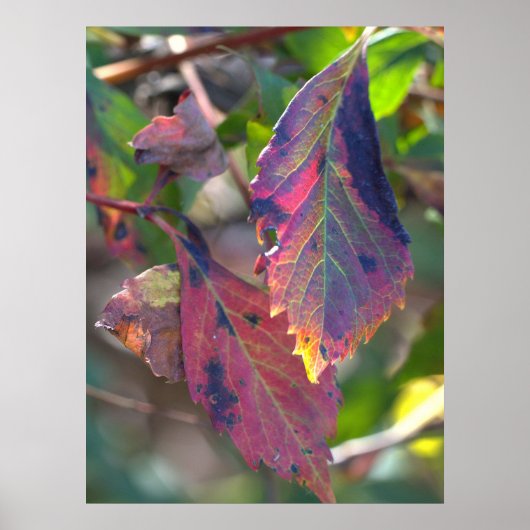 Herfstbladeren met Zonlicht Poster (Voorkant)