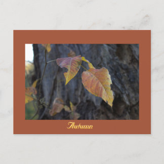 Herfstbladeren op het Briefkaart