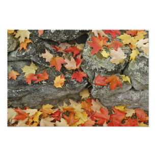 Herfstbladeren op stenen muur, Minute Man Foto Afdruk