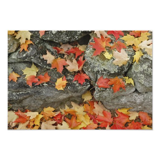 Herfstbladeren op stenen muur, Minute Man Foto Afdruk (Voorkant)