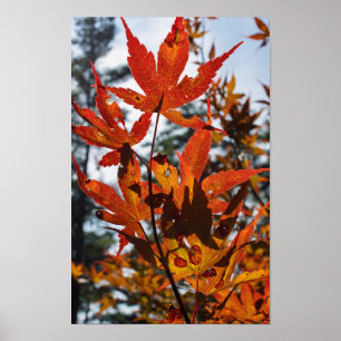 Herfstbladeren Poster
