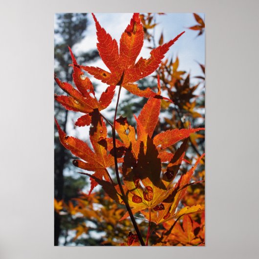 Herfstbladeren Poster (Voorkant)