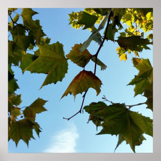 herfstbladeren poster (Voorkant)