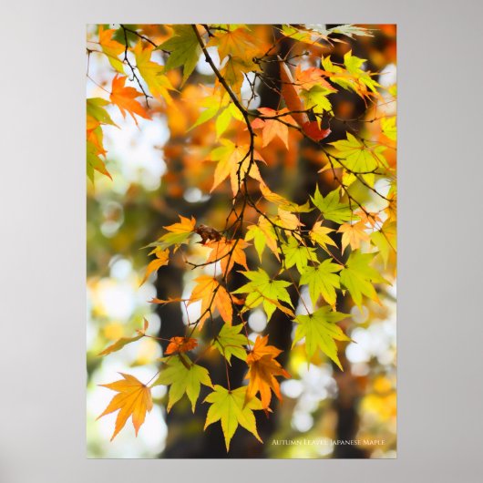 Herfstbladeren Poster (Voorkant)