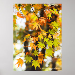 Herfstbladeren Poster