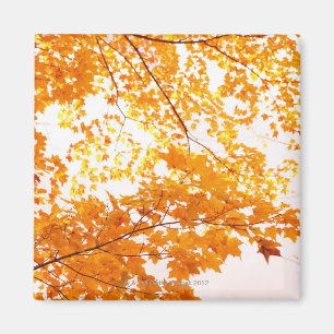 Herfstbladeren reflectie magneet