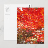 Herfstbladeren, Sapporo Briefkaart (Voorkant / Achterkant)