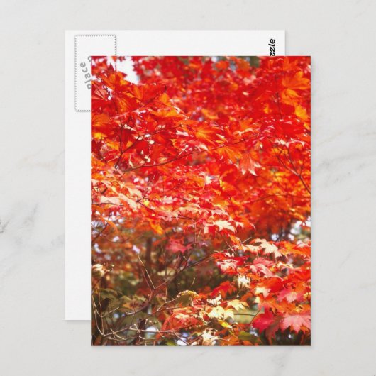 Herfstbladeren, Sapporo Briefkaart (Voorkant / Achterkant)