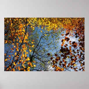 Herfstbladeren tegen een blauwe lucht poster