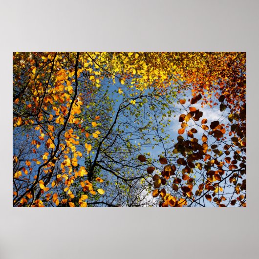 Herfstbladeren tegen een blauwe lucht poster (Voorkant)