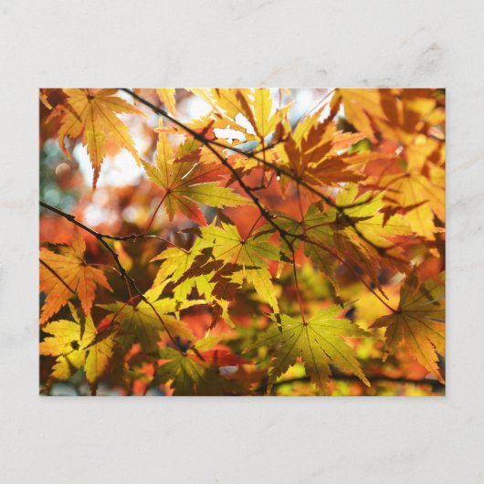Herfstbladeren: Tokio Briefkaart (Voorkant)