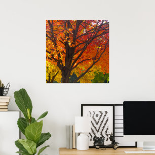 Herfstbladeren van Geel en Oranje Foto Poster