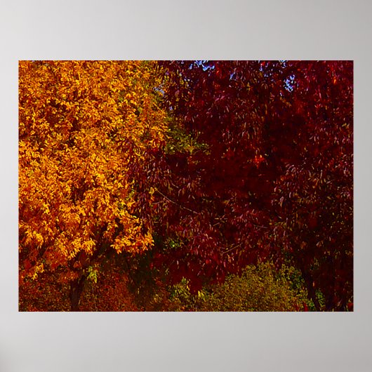 Herfstbladeren van Geel en Paars, ZSSPG Poster (Voorkant)