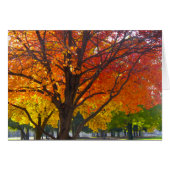 Herfstbladeren van geel en Sinaasappel Foto (Voorkant Horizontaal)