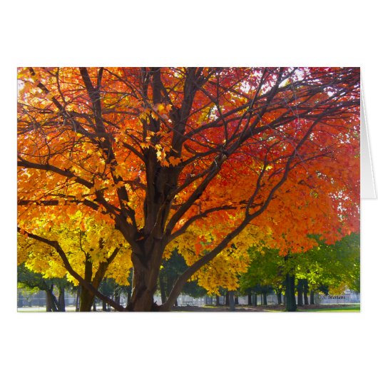 Herfstbladeren van geel en Sinaasappel Foto (Voorkant Horizontaal)