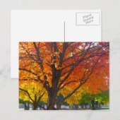 Herfstbladeren van geel en Sinaasappel Foto Briefkaart (Voorkant / Achterkant)