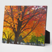 Herfstbladeren van geel en Sinaasappel Foto Fotoplaat (Zijkant)