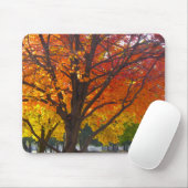 Herfstbladeren van geel en Sinaasappel Foto Muismat (Met muis)