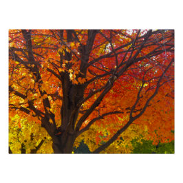 Herfstbladeren van geel en Sinaasappel Foto Poster
