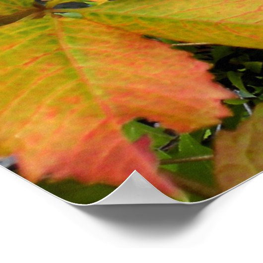 Herfstbladeren van wilde wingerd poster (Hoek)