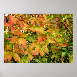 Herfstbladeren van wilde wingerd poster